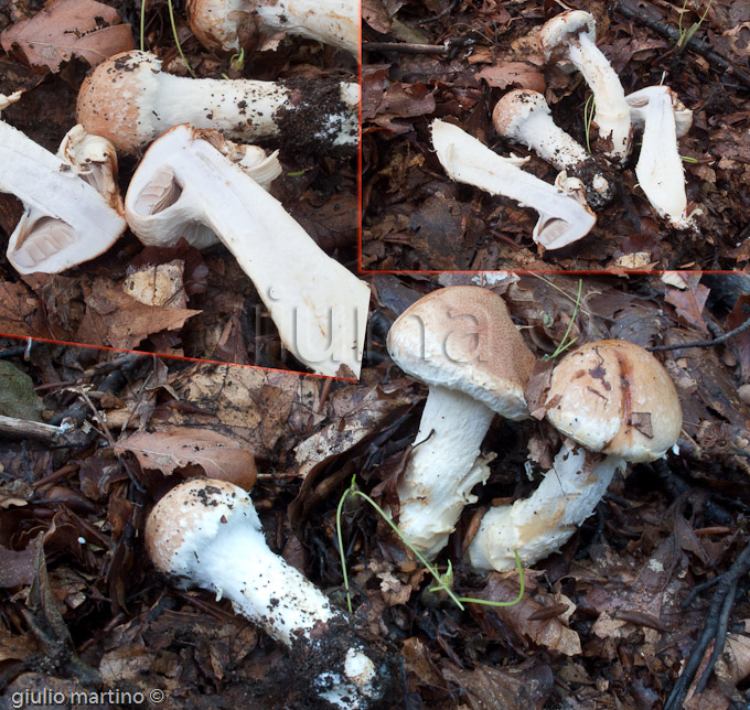 Cortinarius cfr vulpinus