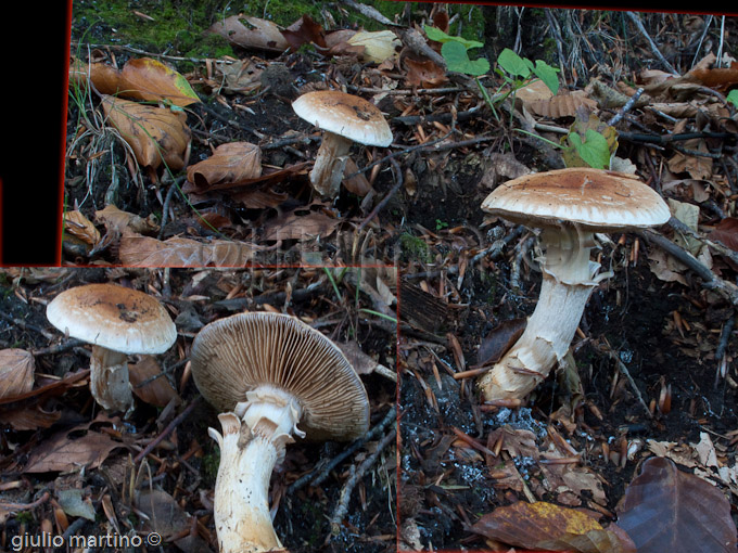 Cortinarius vulpinus