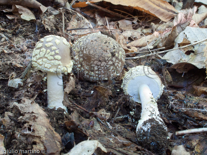 Amanita franchetii