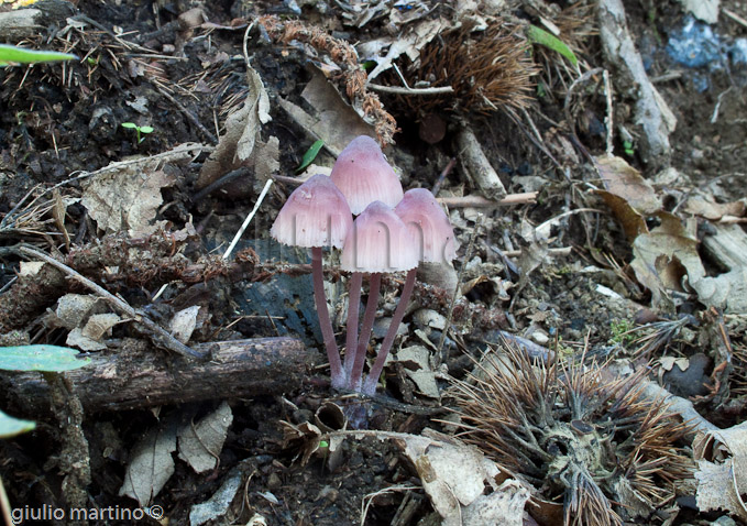 Mycena haematopus