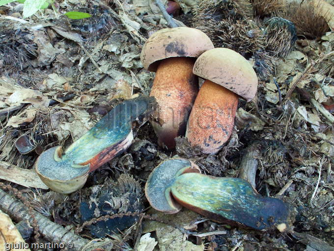 Boletus luridus