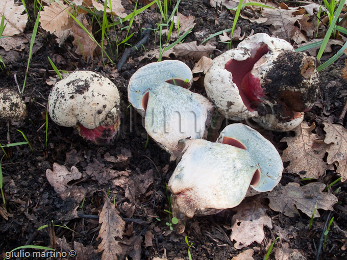 boletus satanas