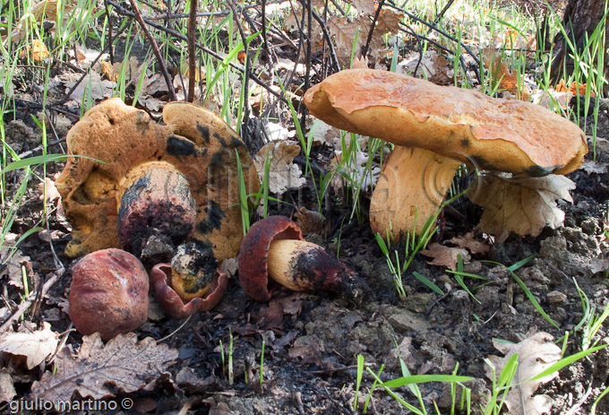 boletus queletii