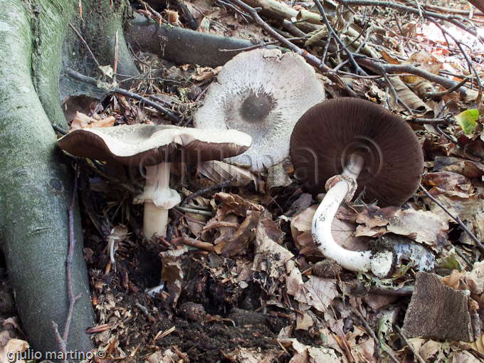 Agaricus sp.