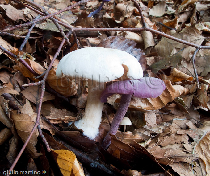 Clitopilus prunulus, Laccaria amethystina e Mycena sp.