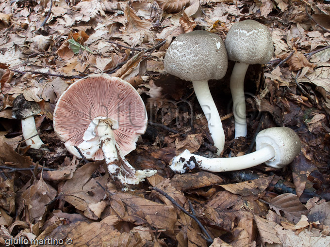 Agaricus sp.