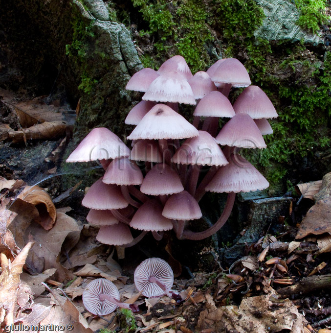 Mycena sanguinolenta