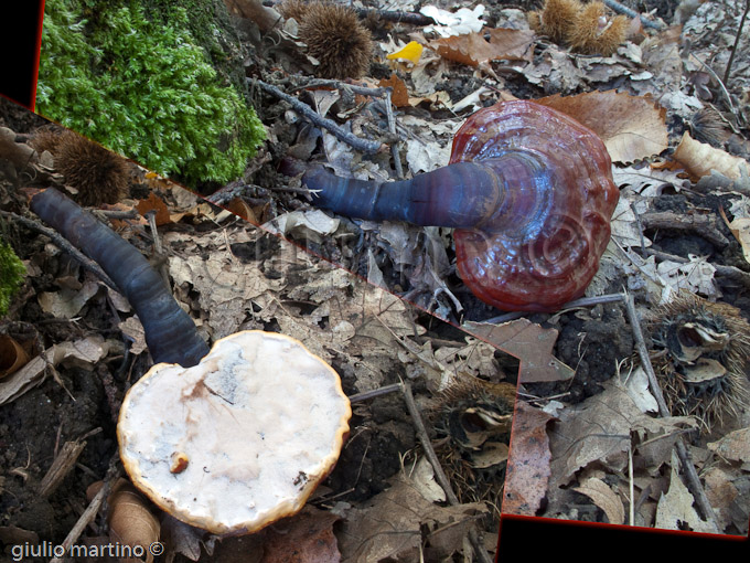 Ganoderma lucidum