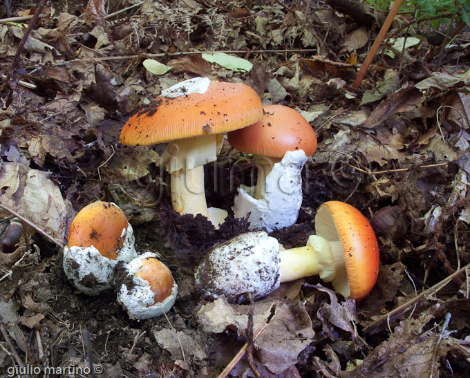 Amanita caesarea, ovulo buono