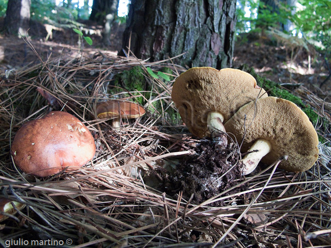 Suillus granulatus