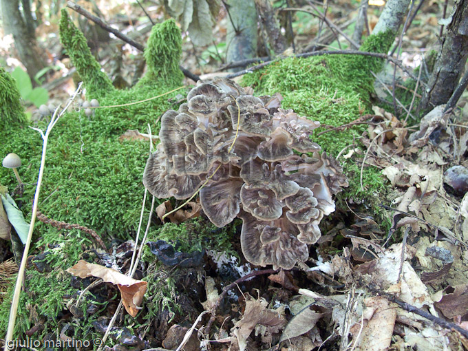 Grifola frondosa