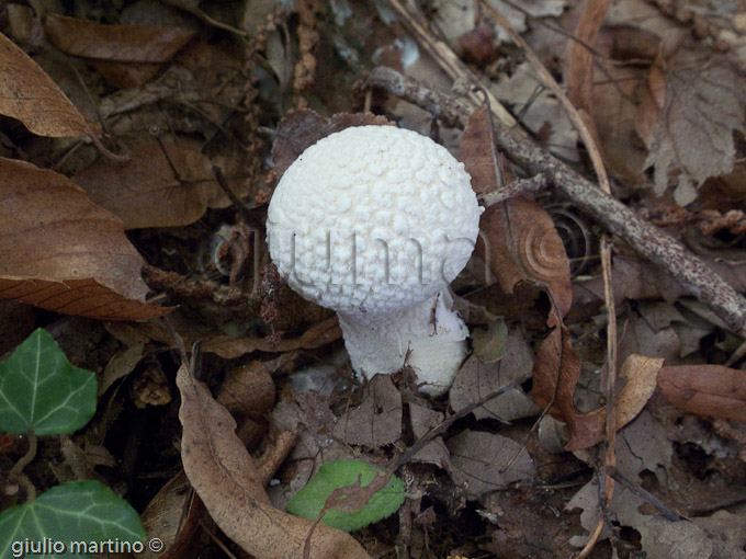 lycoperdon perlatum