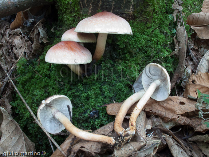 Hypholoma sublateritium