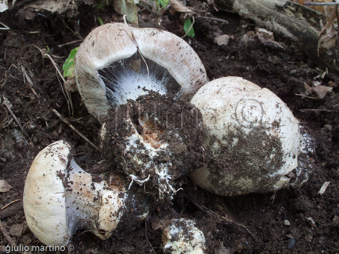 Cortinarius sp.