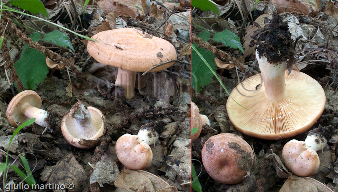 Lactarius chrysorrheus