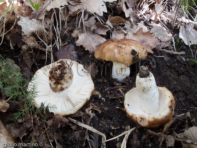 Russula foetens