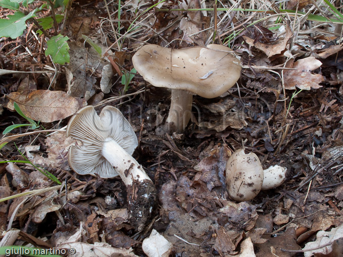 Entoloma lividoalbum