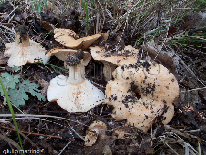 Lactarius zonarius