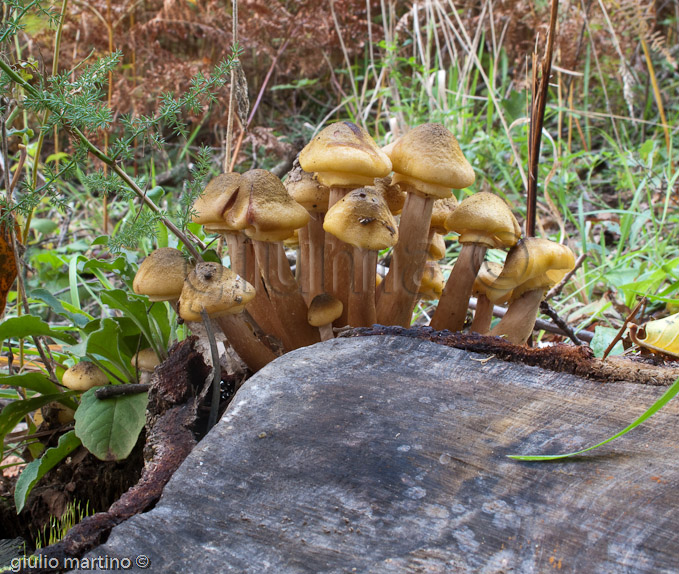 Armillaria mellea, chiodino