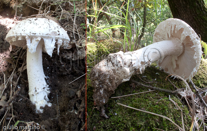 amanita ovoidea, farinaccio