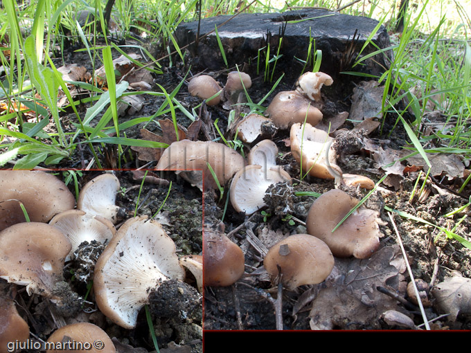 Hohenbuhelia petaloides, Hohenbuehelia carbonaria,  Hohenbuehelia geogenia