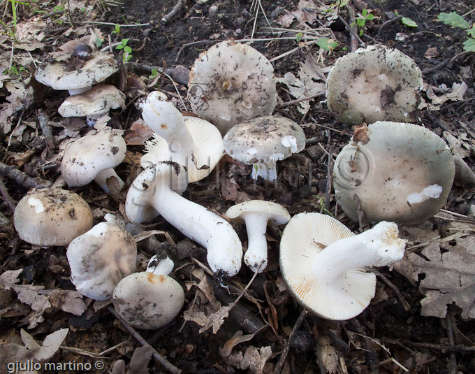 Russula medullata