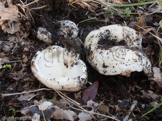 Russula delica