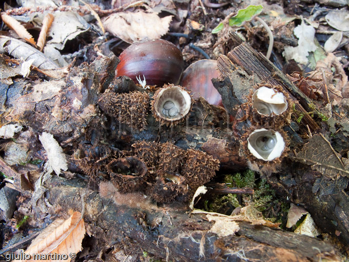 Cyathus striatus