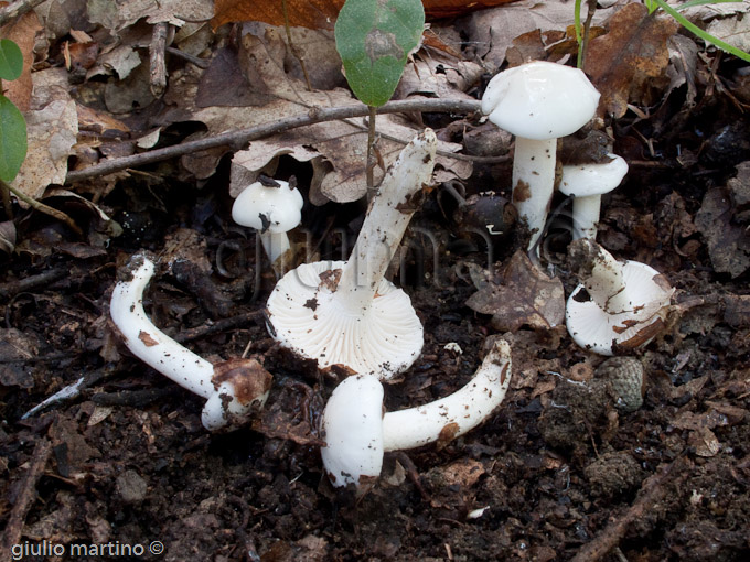 Hygrophorus cossus