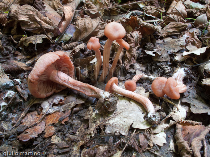 Laccaria laccata