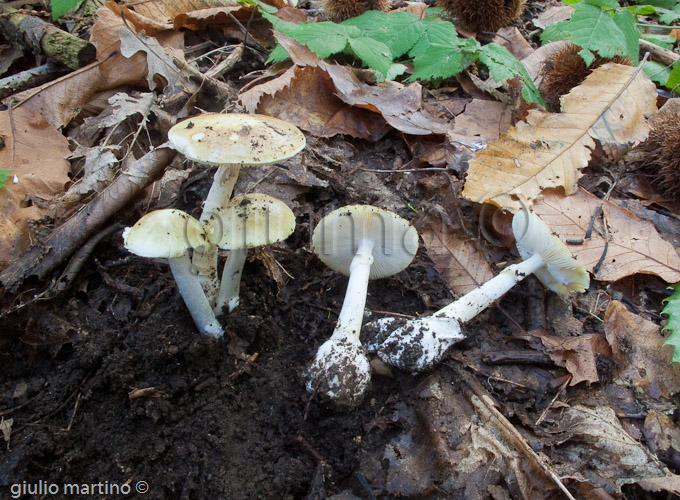 Amanita phalloides