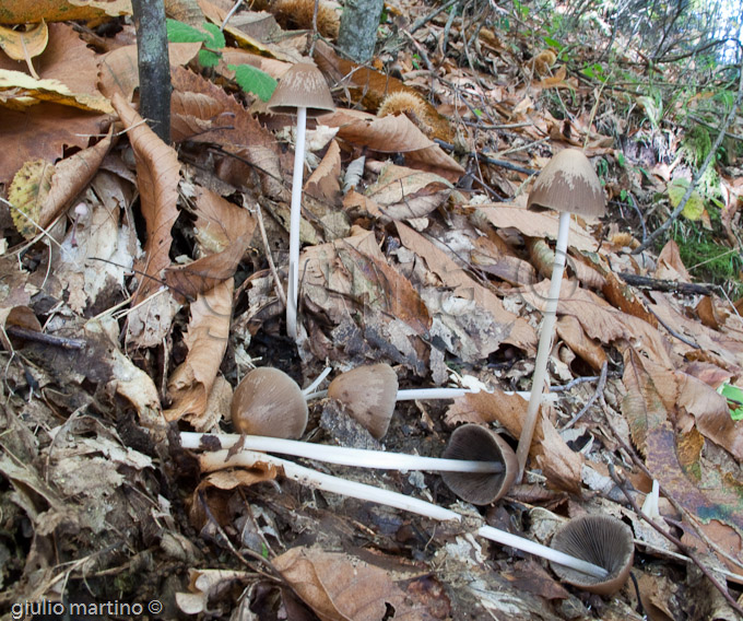 Psathyrella sp.