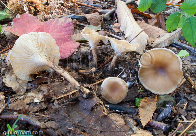 Clitocybe gibba