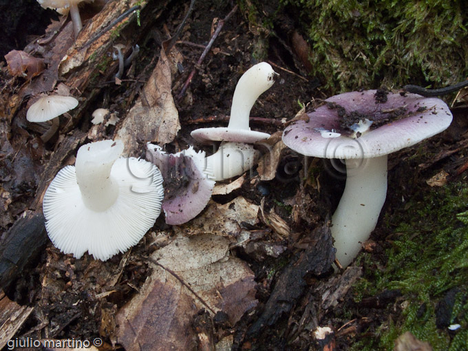 Russula sp.