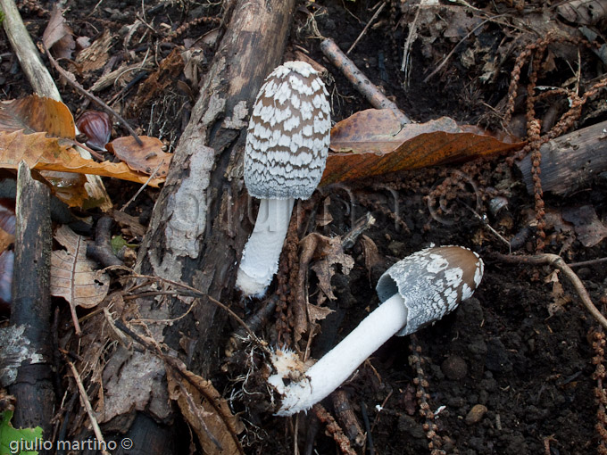 coprinus picaceus