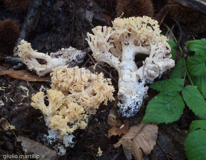 Ramaria sp.