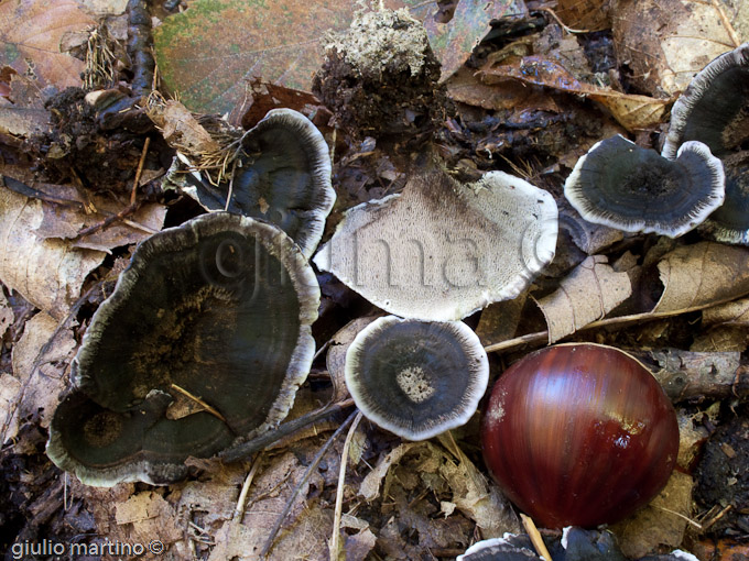 Phellodon niger