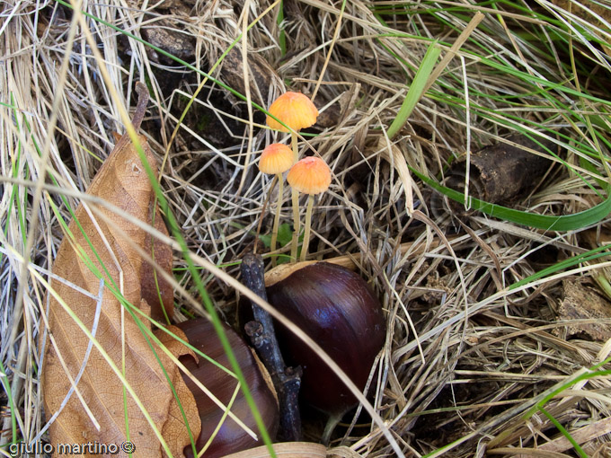 Mycena acicula