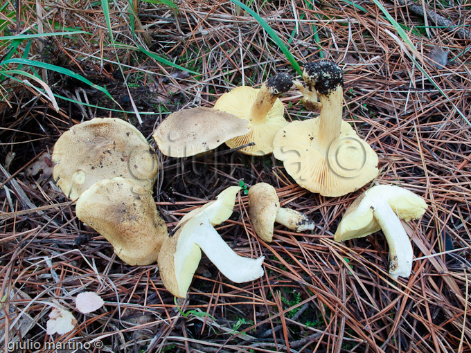 Tricholoma equestre