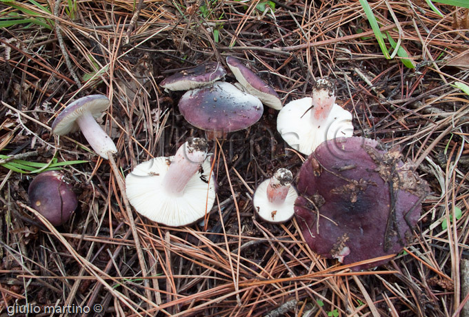 Russula torulosa