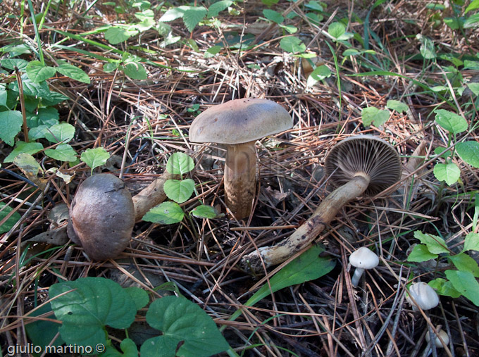 Chroogomphus rutilus