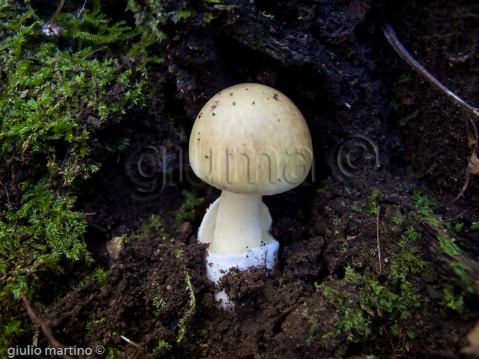 Amanita phalloides, ovolo malefico