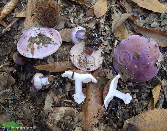 Cortinarius cfr coerulescens