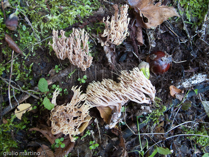 Ramaria sp.