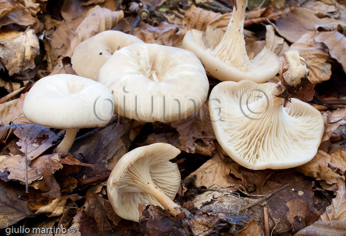 Clitocybe phaeophtalma