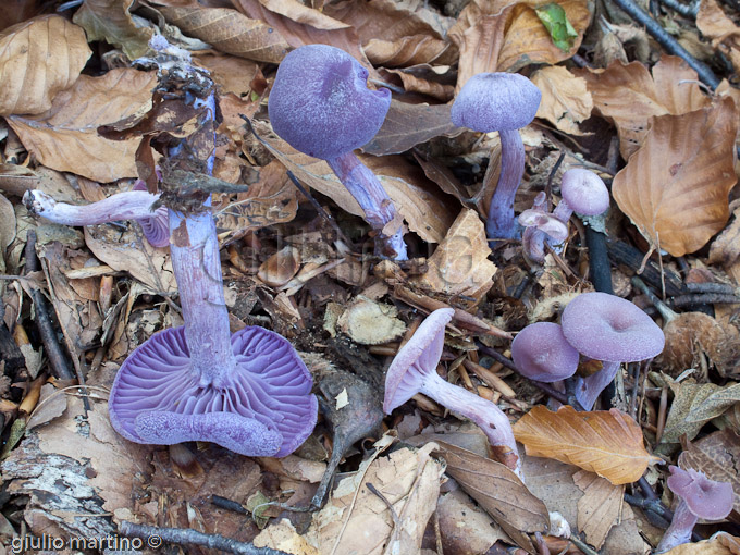 Laccaria amethystina