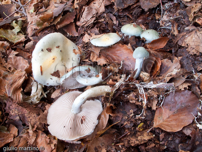 Stropharia caerulea