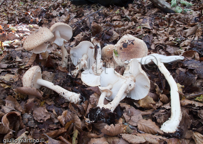 lepiota aspera