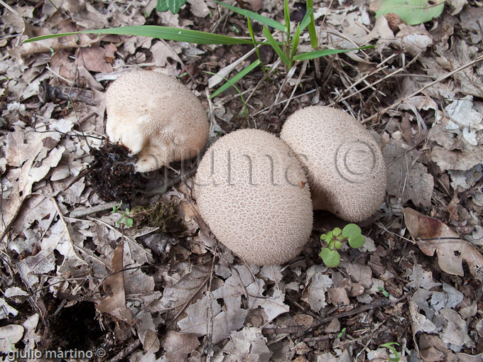 Lycoperdon nigrescens, vescia