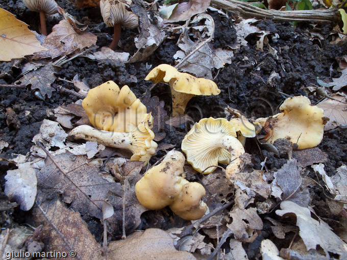 Cantharellus cibarius, gallinaccio